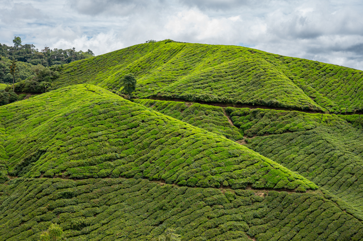 Read more about the article Malaysia – Cameron Highlands